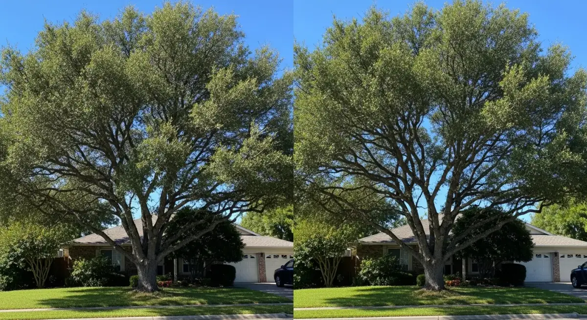 Before and after professional trimming of a live oak tree