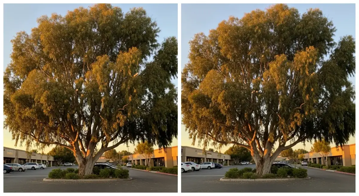 Before and after eucalyptus tree crown reduction on a commercial property